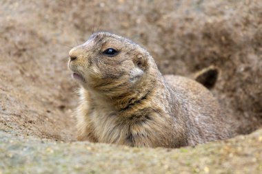 Meksika çayır köpeğinin (Cynomys mexicanus) yakın görüntüsü).