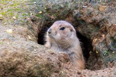 Meksika çayır köpeğinin (Cynomys mexicanus) yakın görüntüsü).