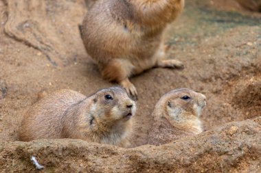 Meksika çayır köpeğinin (Cynomys mexicanus) yakın görüntüsü).