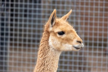 Güney Amerika Vicuna 'nın yakın görüntüsü (Lama vicugna).