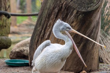 Benekli pelikanın (Pelecanus philippensis) yakın görüntüsü) .