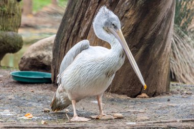 Benekli pelikanın (Pelecanus philippensis) yakın görüntüsü) .