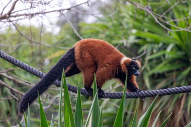 Kırmızı yakutlu lemur (Varecia rubra) .