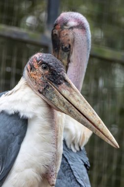 Close view of a marabou stork (Leptoptilos crumenifer) bird. clipart