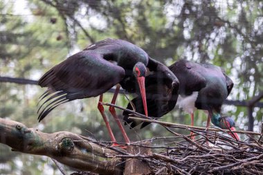Kara leylek (Ciconia nigra) kuşunun yakın görüntüsü.