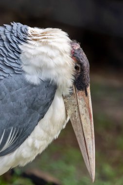 Close view of a marabou stork (Leptoptilos crumenifer) bird. clipart