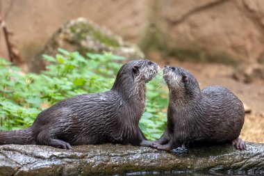 İki Asyalı küçük pençeli su samurunun (Aonyx cinereus).