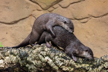 İki Asyalı küçük pençeli su samurunun (Aonyx cinereus).