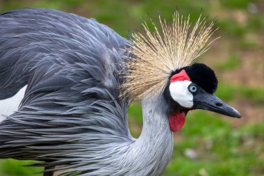 Gri taçlı vincin (Balearica regulorum) yakın görüntüsü).