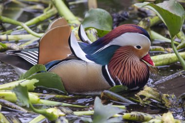 Mandarin ördeğinin yakın görüntüsü (Aix galericulata).