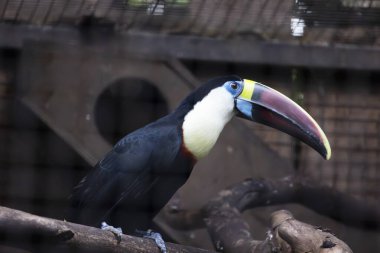 Close up view of a white-throated toucan (Ramphastos tucanus) bird. clipart