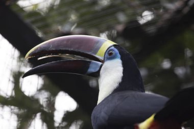 Close up view of a white-throated toucan (Ramphastos tucanus) bird. clipart