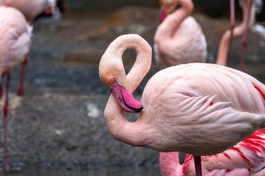 Close up view of the beautiful pink flamingo bird in a zoo. clipart