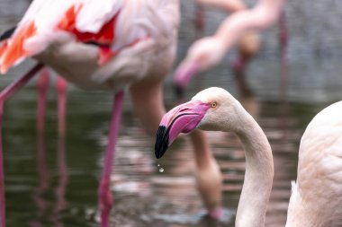 Close up view of the beautiful pink flamingo bird in a zoo. clipart