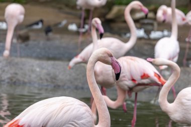 Hayvanat bahçesindeki güzel pembe flamingo kuşunun yakın görüntüsü.