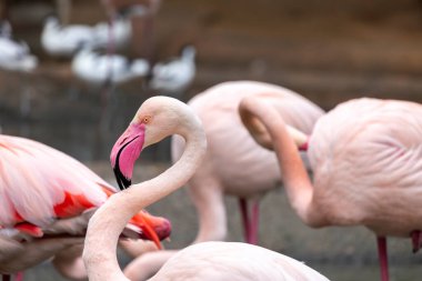 Hayvanat bahçesindeki güzel pembe flamingo kuşunun yakın görüntüsü.