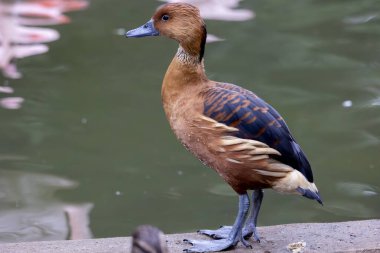 Close up view of fulvous whistling duck (Dendrocygna bicolor) on a pond. clipart