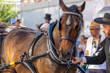 SAO BRAS DE ALPORTE, PORTUGAL - 4 MAYIS 2024: At arabalarıyla at arabaları ve bu duruma uygun giyinmiş insanlarla geleneksel eşleştirme etkinliği.