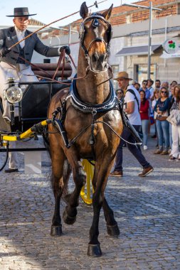 SAO BRAS DE ALPORTE, PORTUGAL - 4 MAYIS 2024: At arabalarıyla at arabaları ve bu duruma uygun giyinmiş insanlarla geleneksel eşleştirme etkinliği.