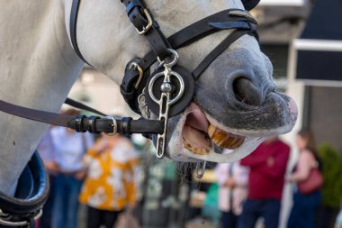 Geleneksel bir at arabasında dişlerin ve at burnunun ayrıntıları, vagon temsili etkinliği, geleneksel etkinlik, güzel arabalarla atlar ve duruma uygun giyinmiş insanlar..