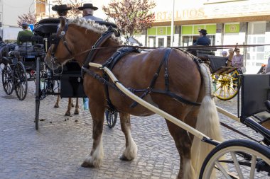 SAO BRAS DE ALPORTE, PORTUGAL - 4 MAYIS 2024: At arabalarıyla at arabaları ve bu duruma uygun giyinmiş insanlarla geleneksel eşleştirme etkinliği.