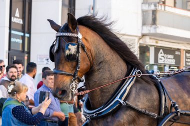 SAO BRAS DE ALPORTE, PORTUGAL - 4 MAYIS 2024: At arabalarıyla at arabaları ve bu duruma uygun giyinmiş insanlarla geleneksel eşleştirme etkinliği.