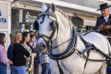 SAO BRAS DE ALPORTE, PORTUGAL - 4 MAYIS 2024: At arabalarıyla at arabaları ve bu duruma uygun giyinmiş insanlarla geleneksel eşleştirme etkinliği.