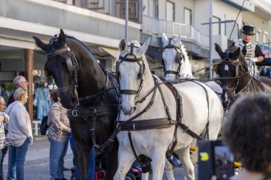 SAO BRAS DE ALPORTE, PORTUGAL - 4 MAYIS 2024: At arabalarıyla at arabaları ve bu duruma uygun giyinmiş insanlarla geleneksel eşleştirme etkinliği.