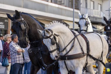 SAO BRAS DE ALPORTE, PORTUGAL - 4 MAYIS 2024: At arabalarıyla at arabaları ve bu duruma uygun giyinmiş insanlarla geleneksel eşleştirme etkinliği.