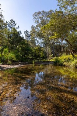 Portekiz, Sao Bras de Alportel 'de yer alan su nehri üzerindeki ağaçların yansımasının görüntüsü.