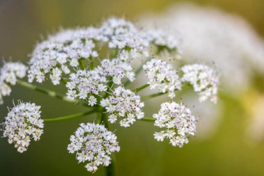 Peucedanum gallicum yaban çiçeğinin yakın görüntüsü.