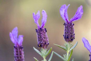 Güzel İspanyol Lavanta (Lavandula pedunculata).