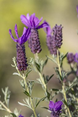 Güzel İspanyol Lavanta (Lavandula pedunculata).