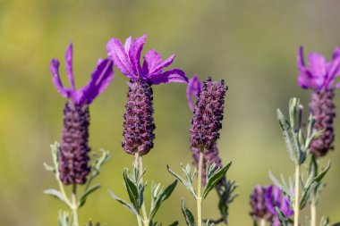 Güzel İspanyol Lavanta (Lavandula pedunculata).