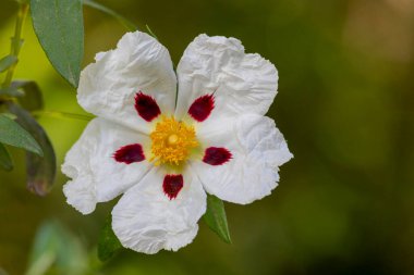 Cistus ladanifer çiçeğinin (Cistus ladanifer) güzel görünümünü kapat.