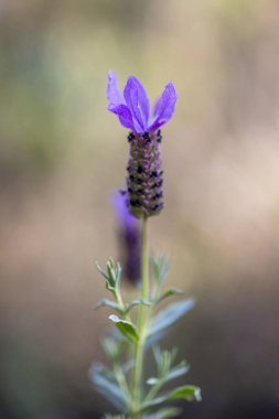 Güzel İspanyol Lavanta (Lavandula pedunculata).