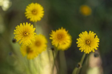 Yaygın karahindibanın (Taraxacum officinale) yakın görüntüsü.