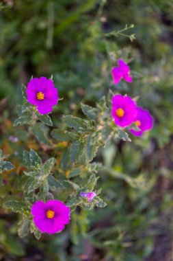 Close up view of the beautiful Purple Cistus crispus flower. clipart