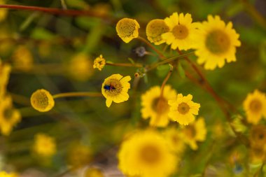 Close up view of the beautiful corn marigold (Coleostephus myconis) flower. clipart