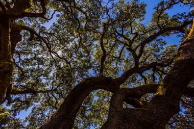 Devasa bir meşe ağacı. Portekiz, Algarve 'deki Sao Bras de Alportel köyünde bulunan muazzam korunmuş holm meşesi ağacı.