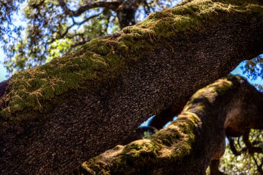 Devasa bir meşe ağacı. Portekiz, Algarve 'deki Sao Bras de Alportel köyünde bulunan muazzam korunmuş holm meşesi ağacı.