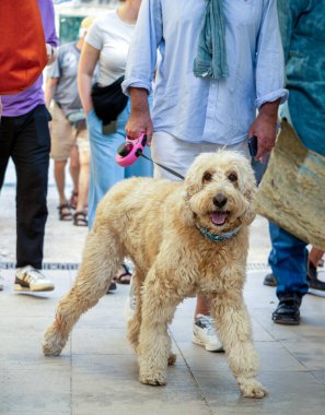 Beyaz büyük evcil köpek şehir caddesinde yürüyor..