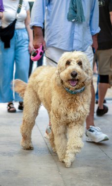 Beyaz büyük evcil köpek şehir caddesinde yürüyor..