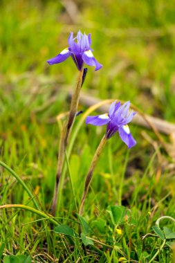 Güzel Moraea sirinchium 'un (syn. Gynandriris sirinchium) çiçek.