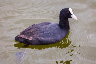 Bataklıkta yüzen bir Avrasyalı (Fulica atra) kuşunun görüntüsü.