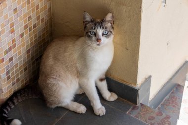 Evcil kedinin bir köşede dinlenmesine yakın..