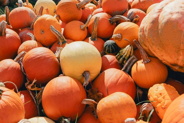 Velká Hromada Jasně Oranžových Dýní Farmářském Trhu Prodej Pomerančové Dýně — Stock fotografie