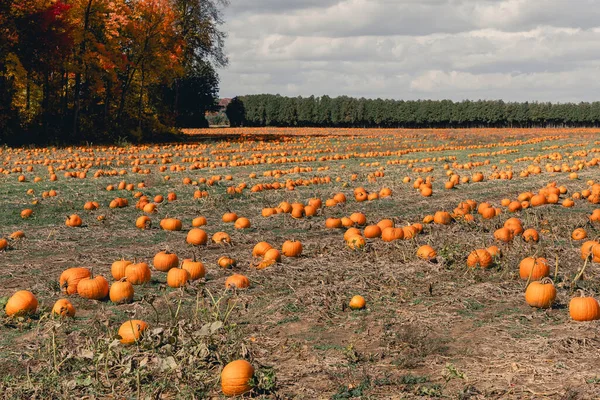 Large pumpkin field with bright orange pumpkins. Growing pumpkins in a farmer\'s field. Growing vegetables in the form of pumpkins.