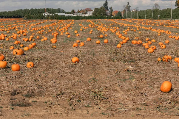 Large pumpkin field with bright orange pumpkins. Growing pumpkins in a farmer\'s field. Growing vegetables in the form of pumpkins in the countryside