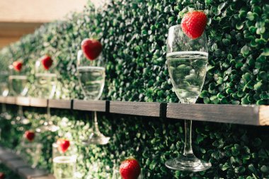 Şeffaf bardaklarda köpüklü beyaz şarap, olgun kırmızı çileklerle süslenmiş. Birçok kadeh şampanya ya da yeşil bir bitki duvarına karşı beyaz köpüklü şarap.